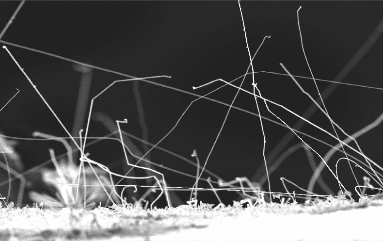 Zinc Whisker Detection